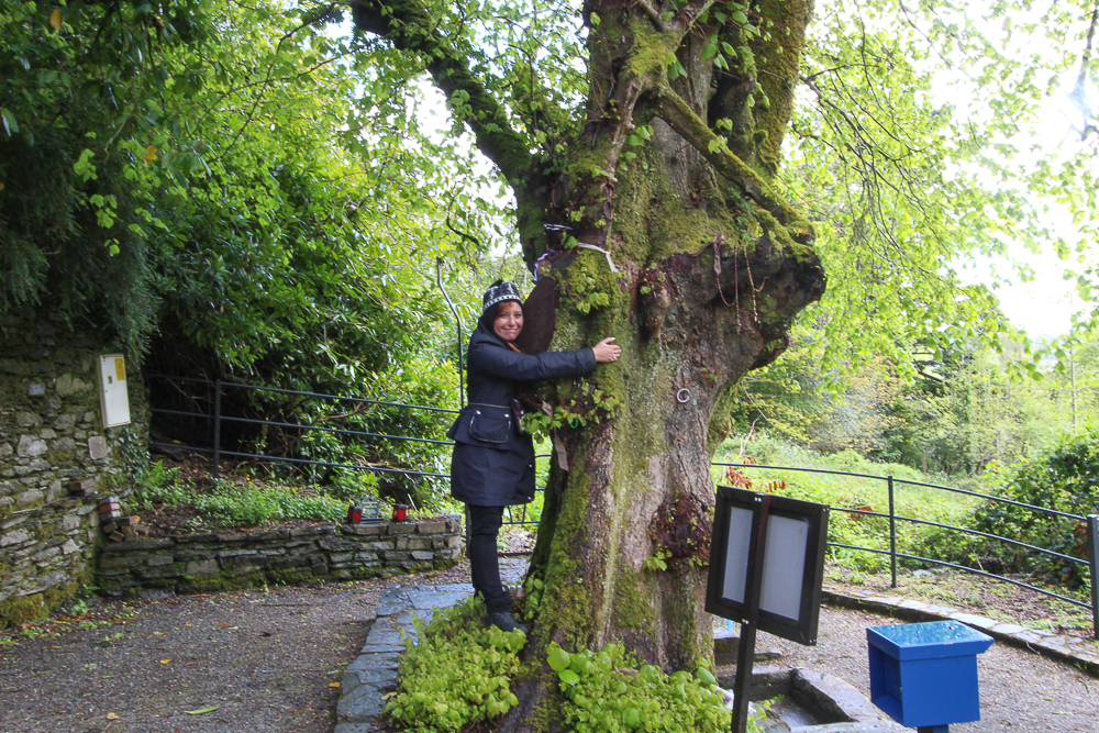 Tree at St. Gobnait's Holy Well - Ballyvourney, Co. Cork