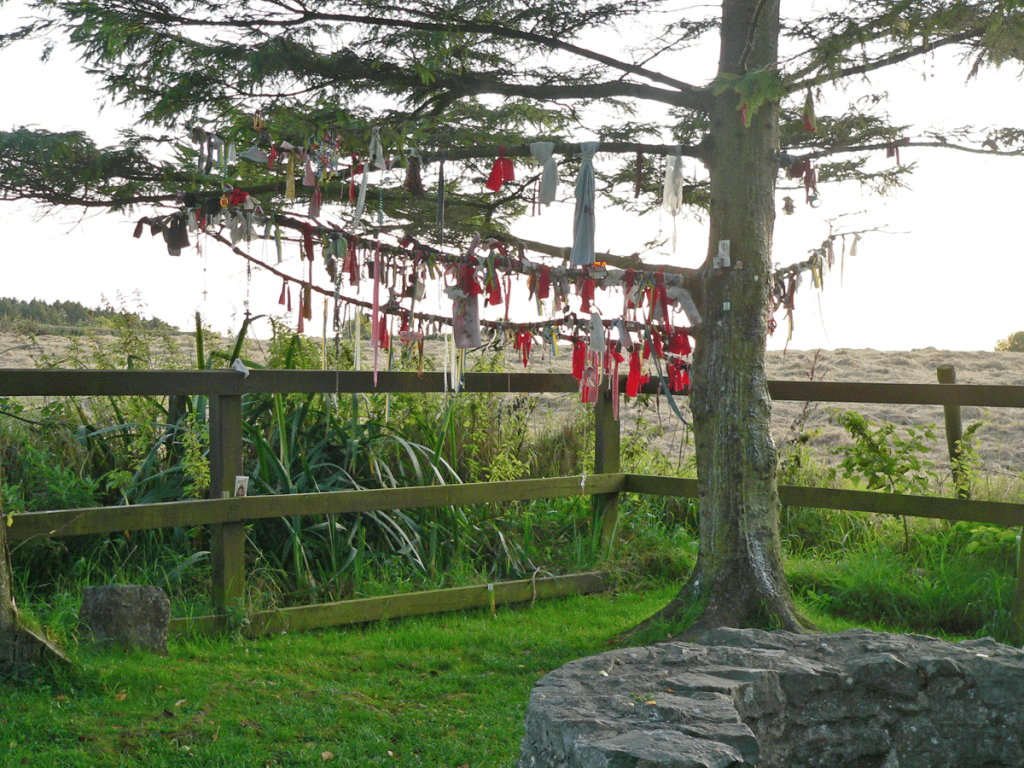 The tree at Tobar Bhride - Kildare