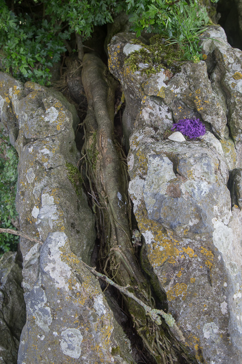 Fairy tree growing out of a rock - Grange Stone Circle II