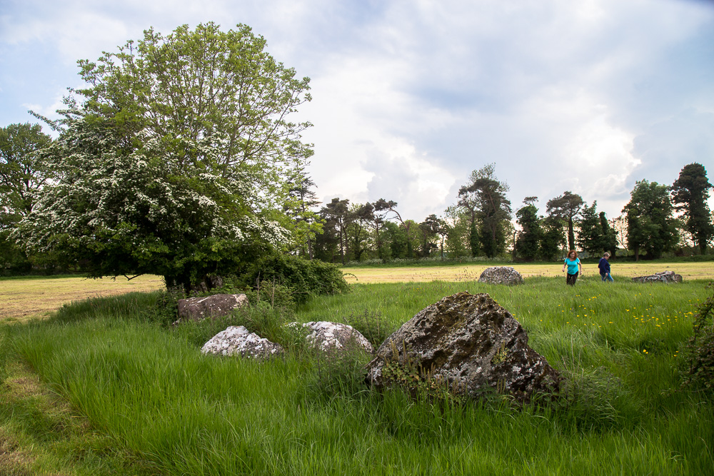 The fairy tree that split the rock at Grange Stone Circle II. 