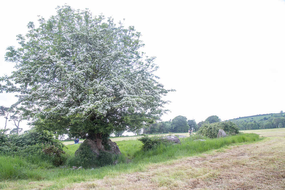 Fairy tree growing out of a rock - Grange Stone Circle II