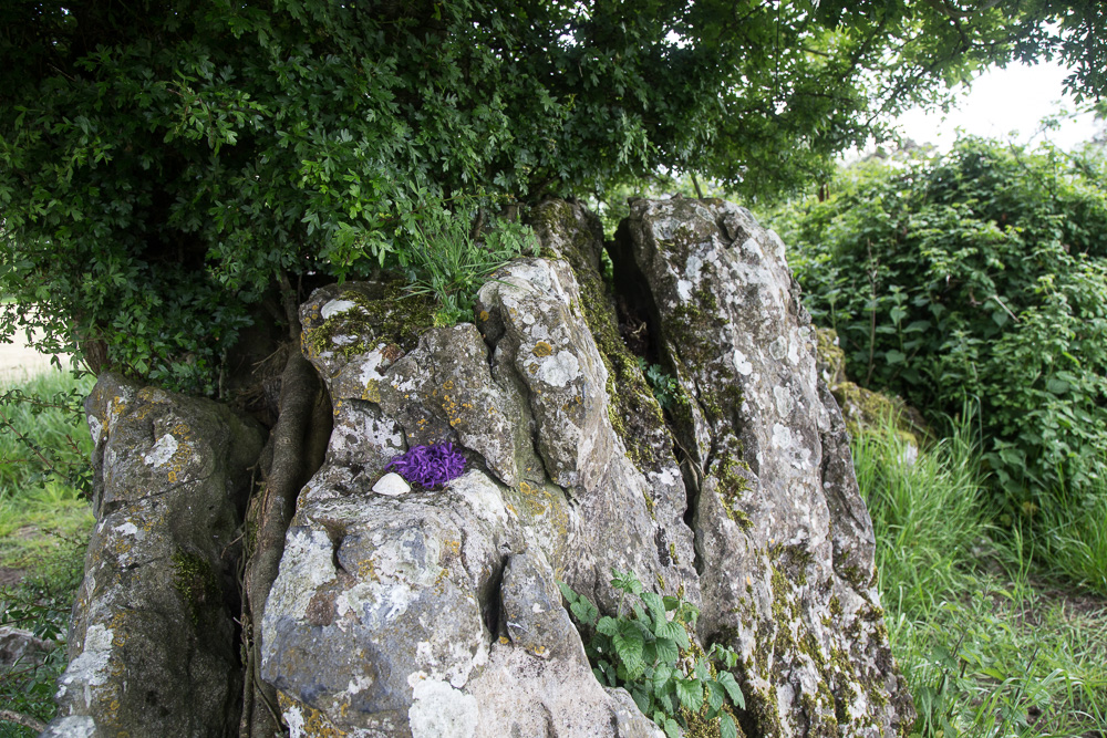 Fairy tree growing out of a rock - Grange Stone Circle II