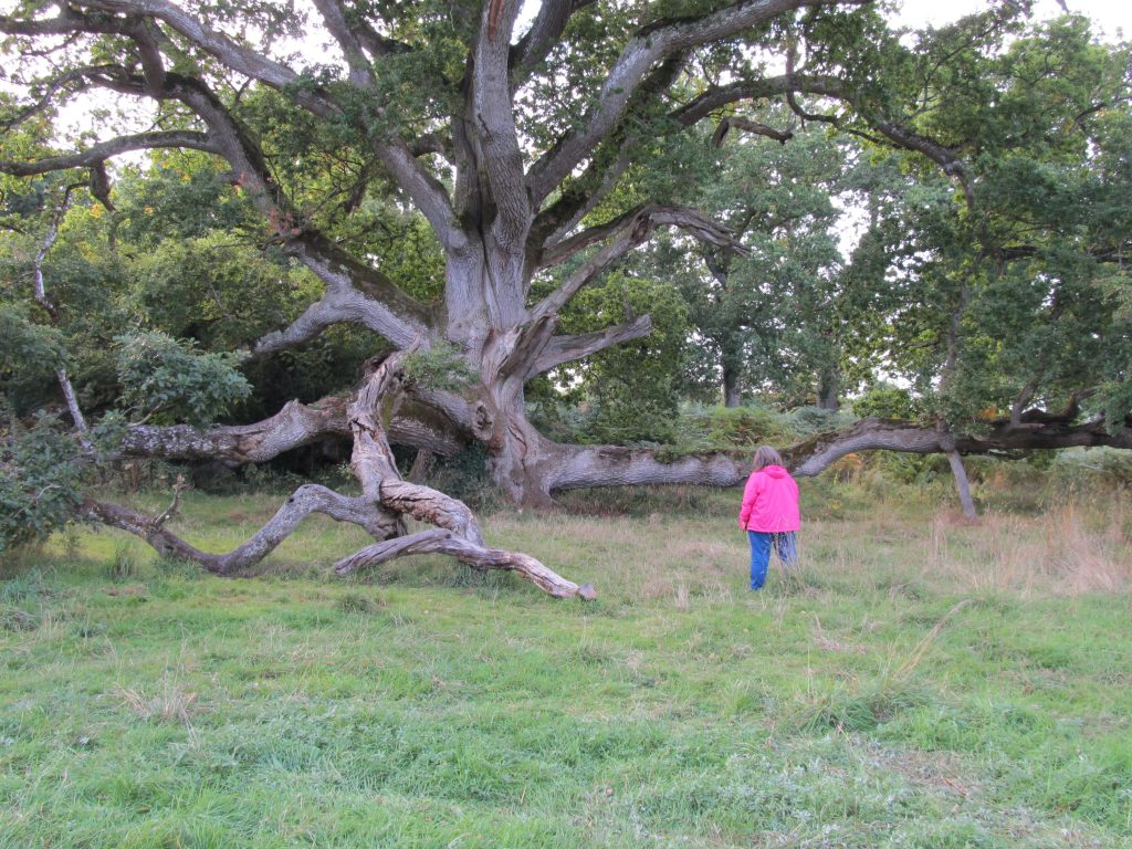 The King Oak in the Charleville Forest - 400-800 years old - County Offaly