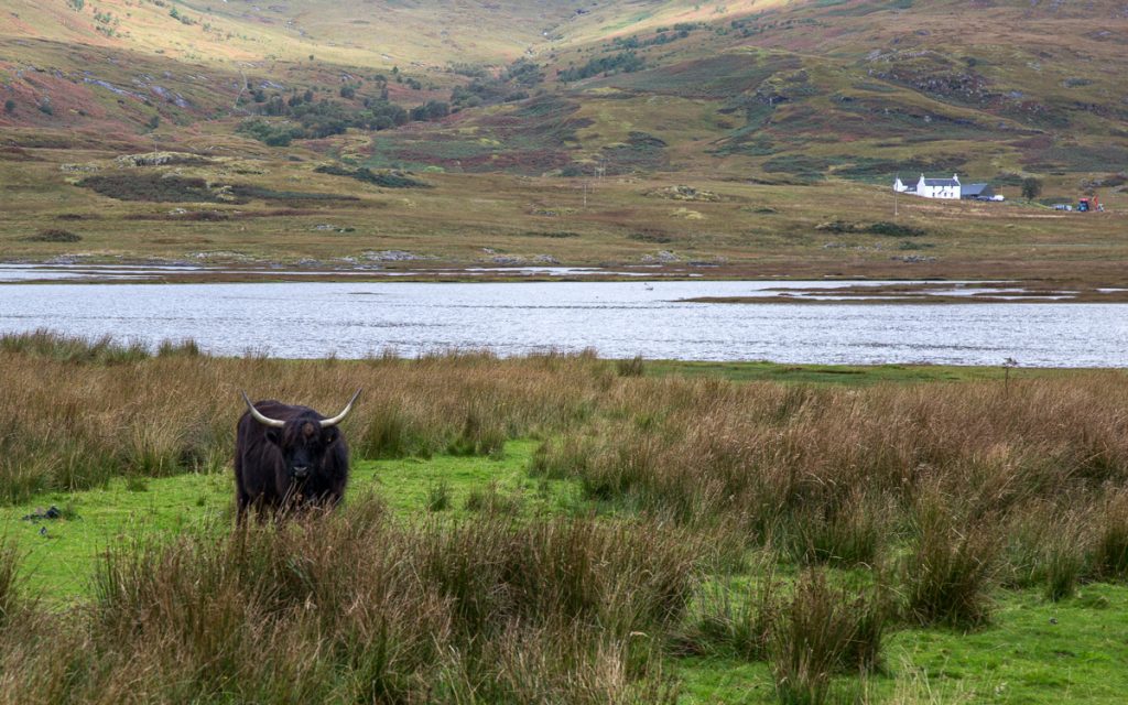 Hairy Coo - Highland cow - Scotland