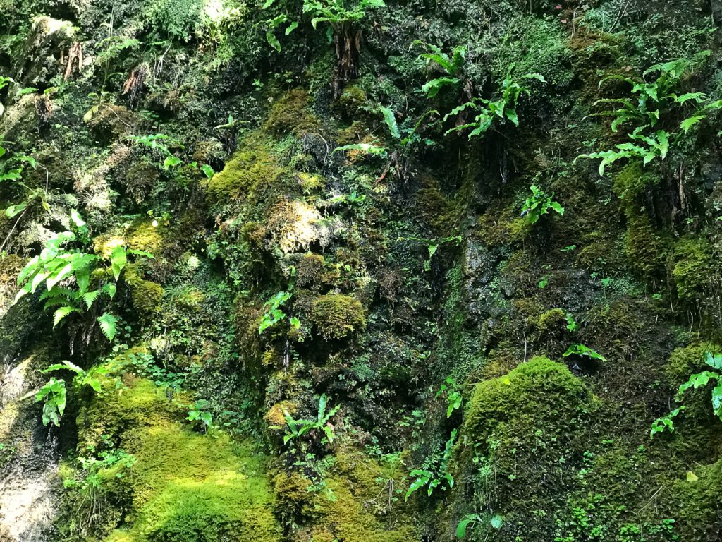 Face in the Rock at Glenariff Waterfall Nature Reserve