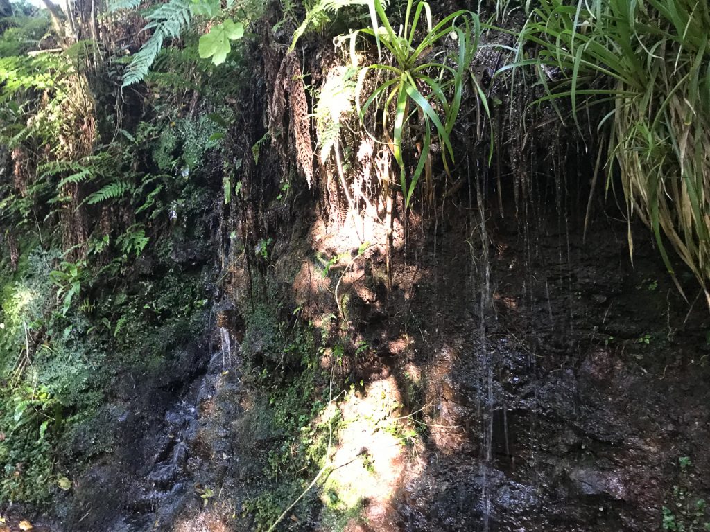 Face in the Rock at Glenariff Waterfall Nature Reserve