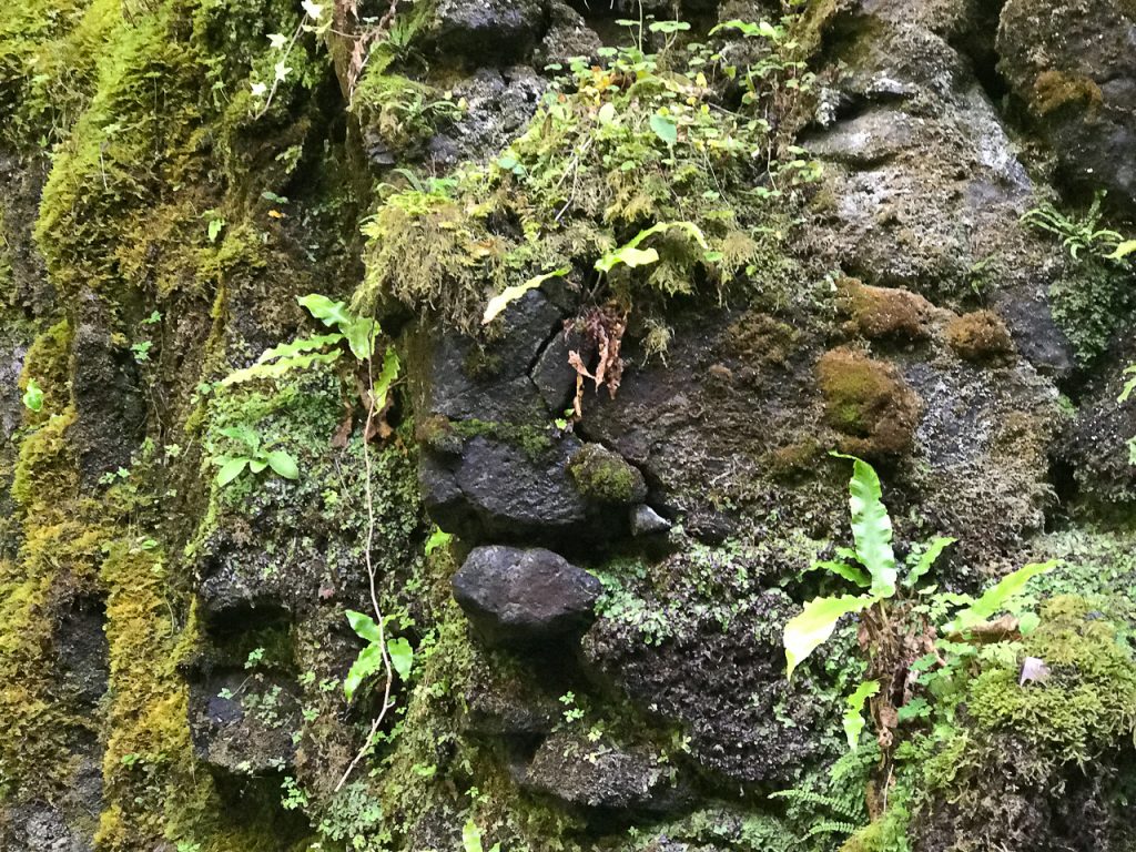 Face in the Rock at Glenariff Waterfall Nature Reserve