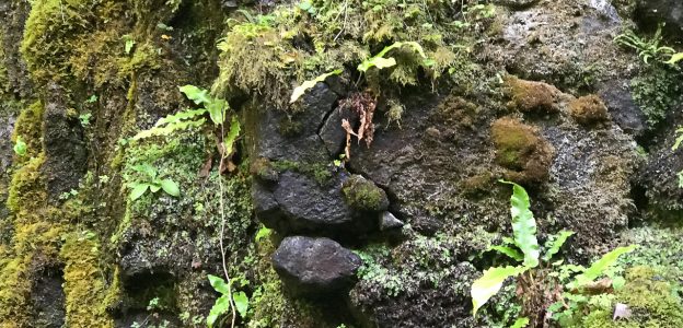 Faces in the Rock – Glenariff Woodland