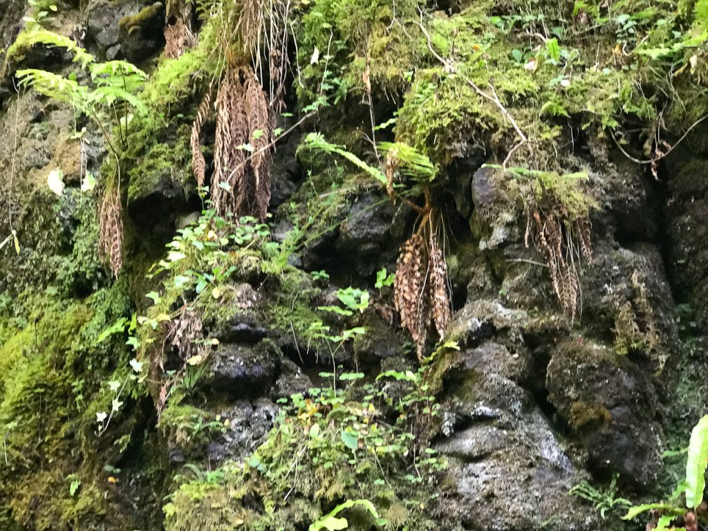 Face in the Rock at Glenariff Waterfall Nature Reserve