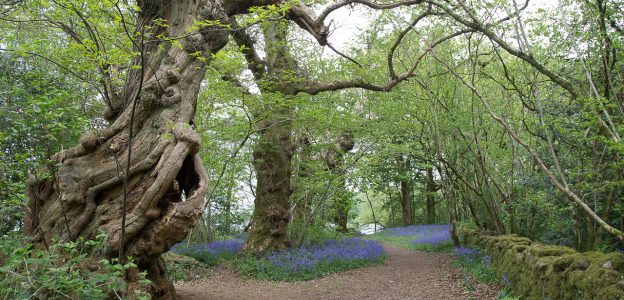 Inchmahome Forest Walk – Stirlingshire, Scotland