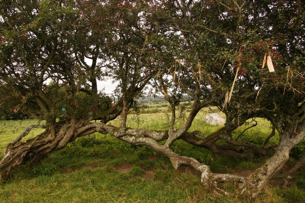 Thorn tree at The Pipers Stones in County Wicklow