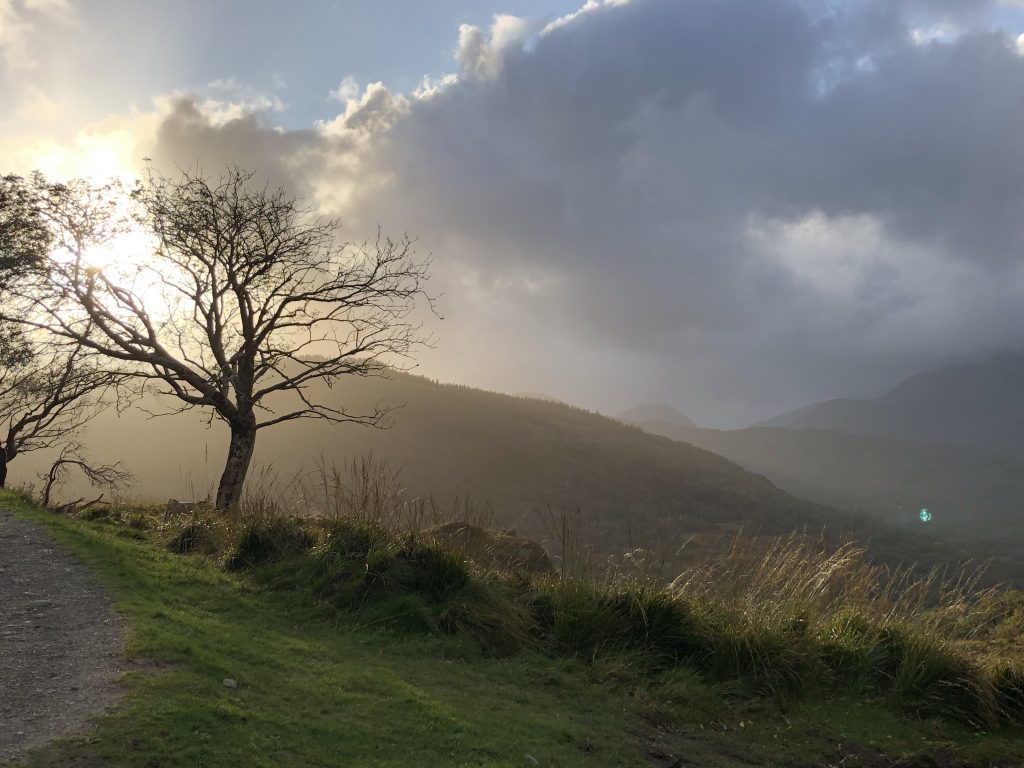 Birch Tree in Killarney National Forest at Ladies View