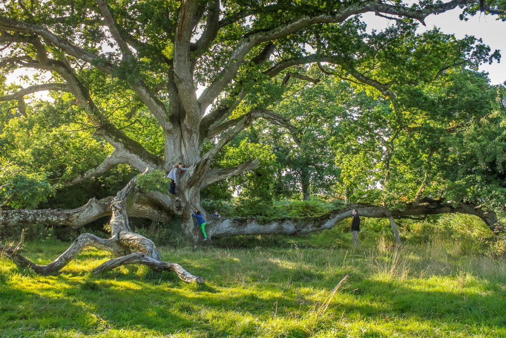 The King Oak in Charleville Forest near Tullamore
