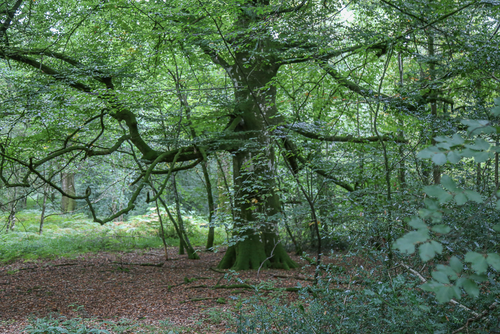 Beech tree in Tomnafinogue Forest in County Wicklow
