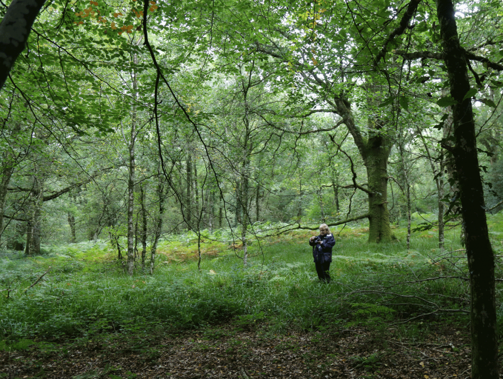 Tomnafinogue Forest Wicklow Ireland