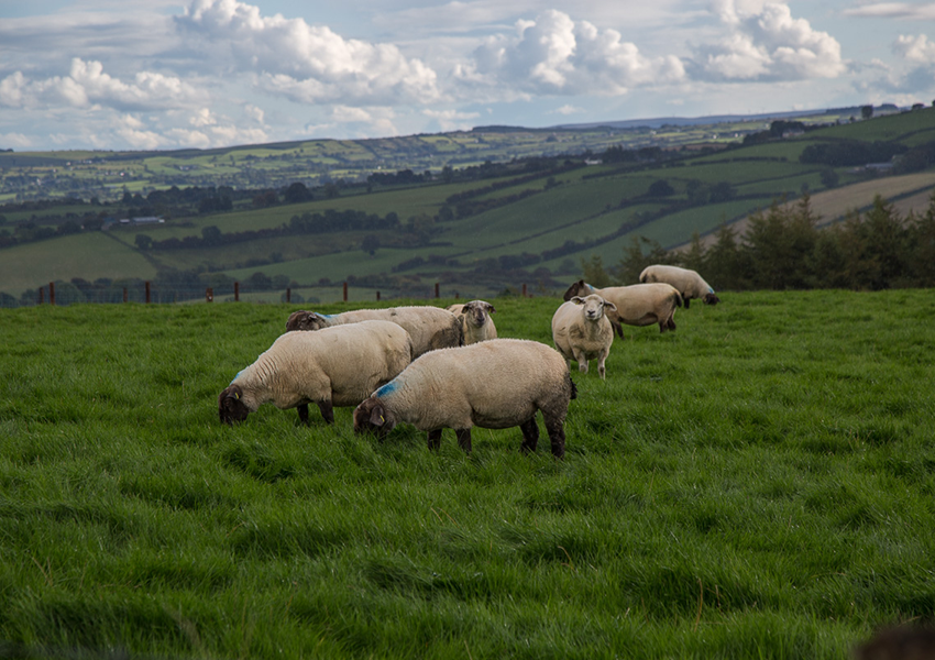 Sheep at Beltany - Co. Donegal