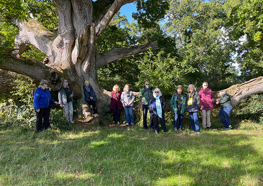 The King Oak at Charleville Castle grounds - Tullamore