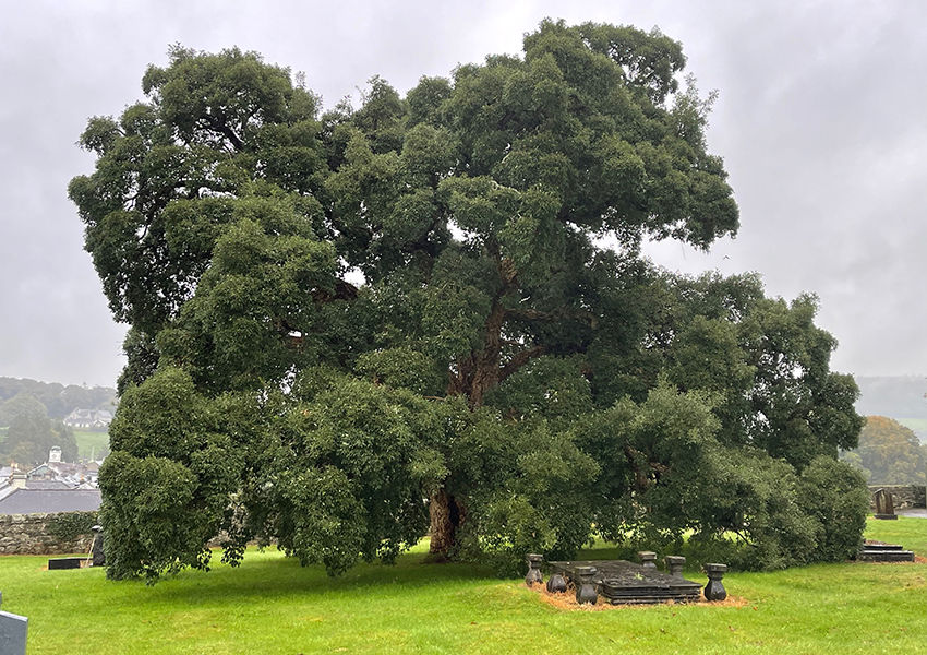 The Silken Thomas Yew Tree - thought to be the oldest tree in Ireland - 800 years.