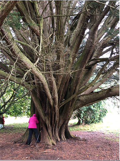 Yew Tree - the Mother Tree in Portumna Forest Walk