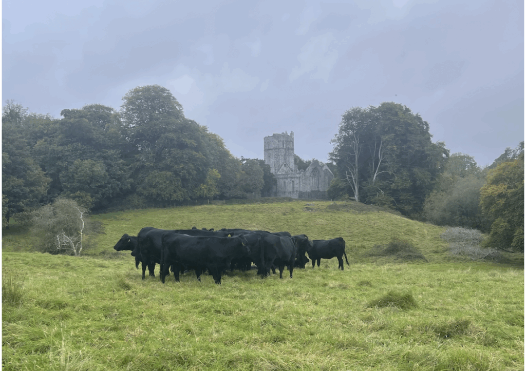 Muckross Abbey at a distance - Killarney, County Kerry