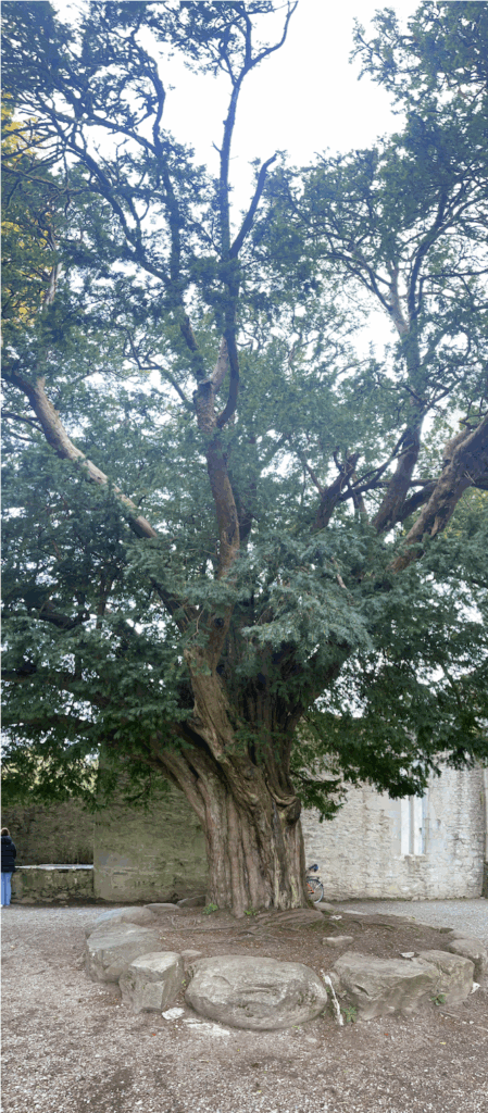 Ancient Muckross Yew at Entrance Gate