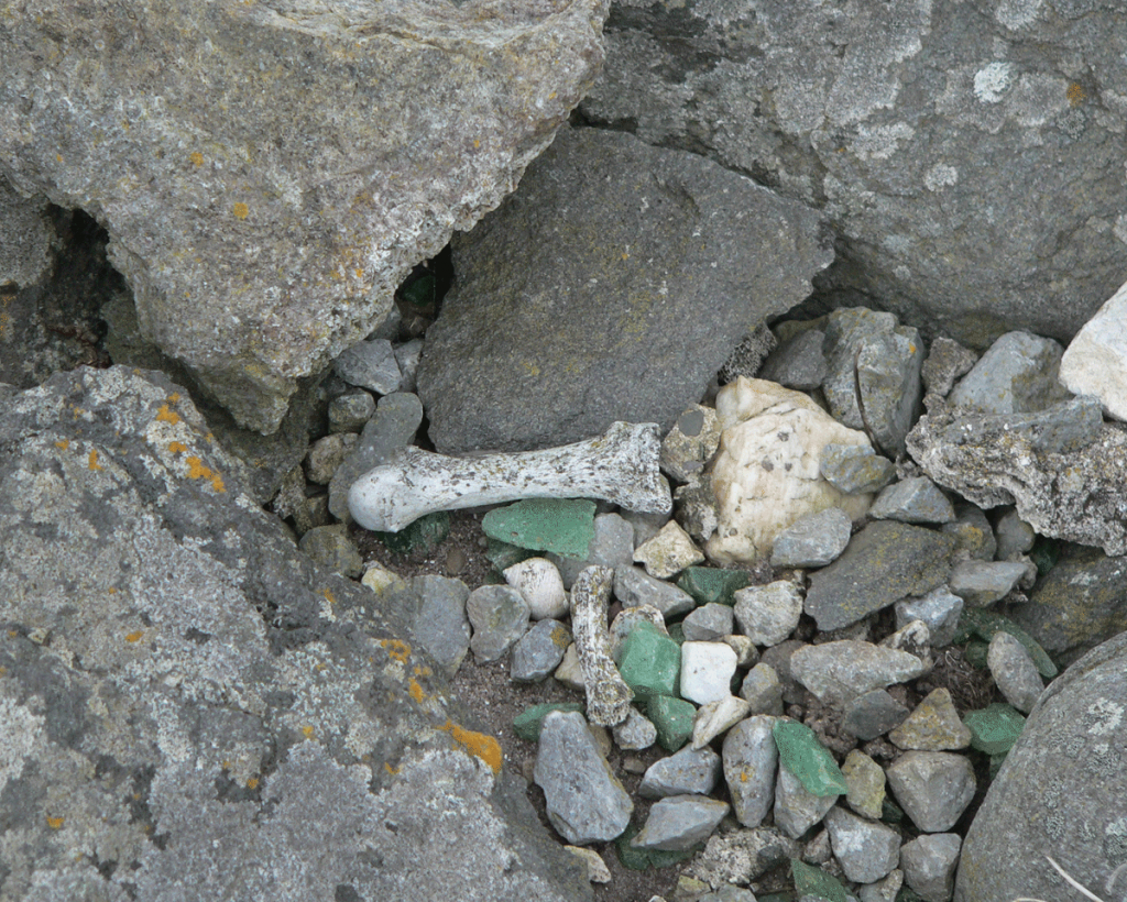 bones from washed out graves near church ruin in Kilshannig