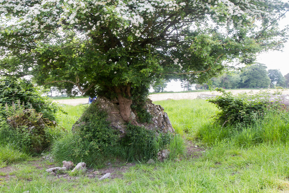 Fairy tree growing out of a rock - Grange Stone Circle II