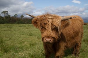 Hairy Coo - highland cow - Scotland