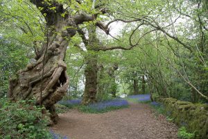 Inchmahome Forest Walk - Spanish Chestnuts