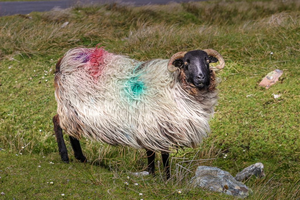 Sheep on the cliffs of Achill Island, County Mayo