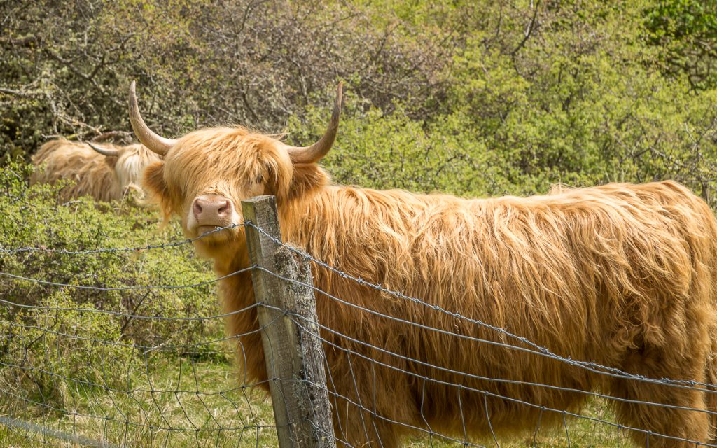 Highland Cow (Coo)