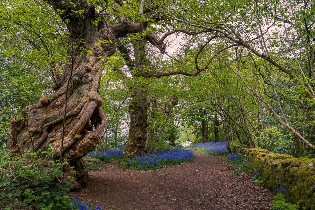 Spanish Chestnuts on Inchmahome, Scotland