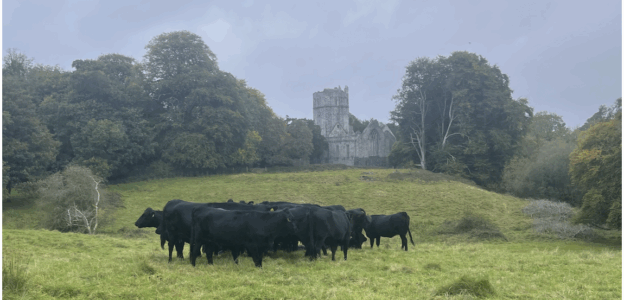 Muckross Abbey and its Ancient Yew Tree – Killarney